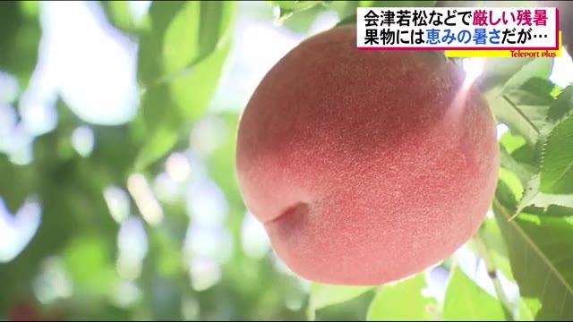 会津若松市36.8℃…9月の観測史上1位に この暑さを喜ぶのは…!?<福島県・9月8日>