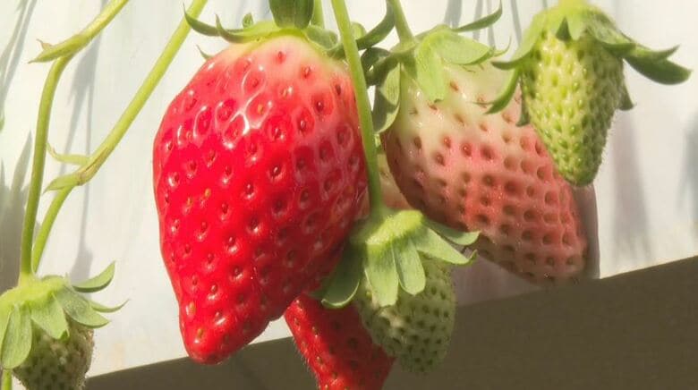 「めっちゃ甘い」イチゴ狩りがスタート　60分食べ放題で2500円…資材高騰などで小学生以上は300円値上げ　親子連れなどが甘酸っぱい味を楽しむ　長野・喬木村｜FNNプライムオンライン