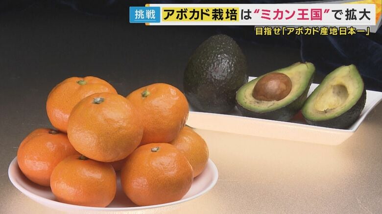 『21世紀末には“日本一の産地”和歌山でミカンが採れなくなる？』温暖化対策しなければ「猛暑で収穫量4割減」の農園も　“森のバター”アボカドが産地を救うか｜FNNプライムオンライン