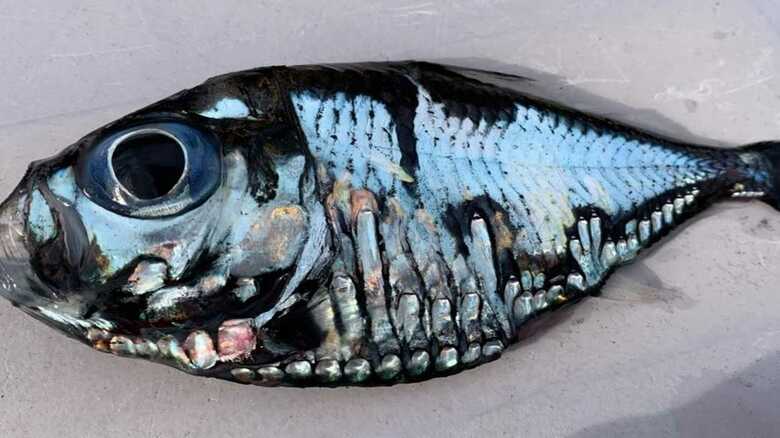 偶然捕獲した不気味な「謎の魚」は何？ “独特の模様”のワケを深海魚の専門家に聞いた｜FNNプライムオンライン