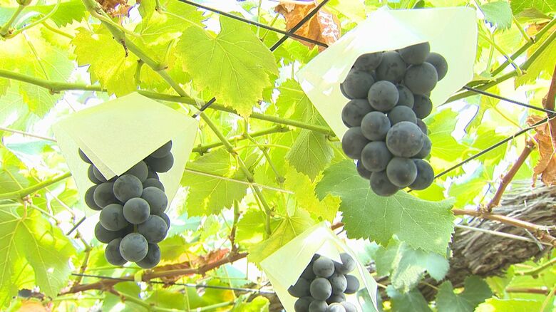 酷暑に負けず無事実る！特産ブドウ“巨峰”の出荷スタート 例年通り満足いく出来に「お盆で帰省する家族と食べて」新潟・三条市｜FNNプライムオンライン