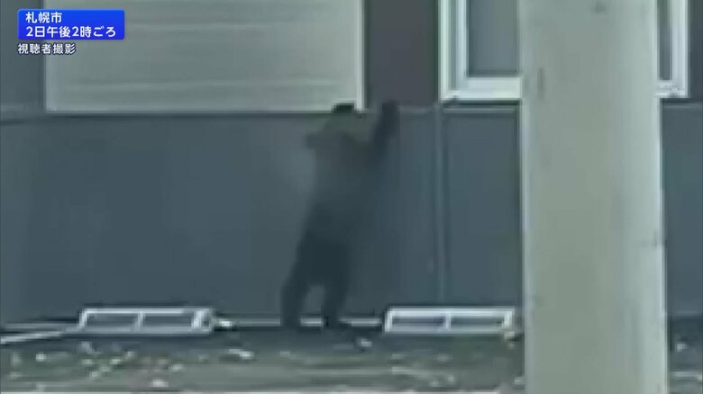 子グマが札幌の住宅街を5時間徘徊…ハンターが駆除　砂川市では住宅近くのやぶに体長1.2mのクマが居座り　北海道｜FNNプライムオンライン