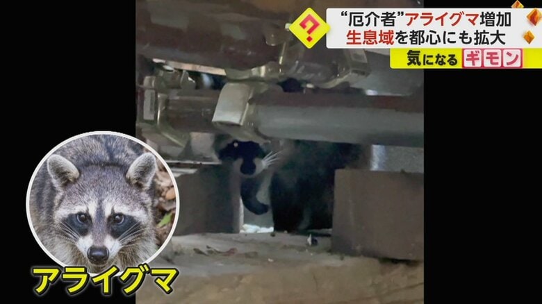 「凶暴だと聞いている」アライグマが都内で住宅侵入　生息域を都心に拡大　生態系への影響懸念される“特定外来生物”｜FNNプライムオンライン