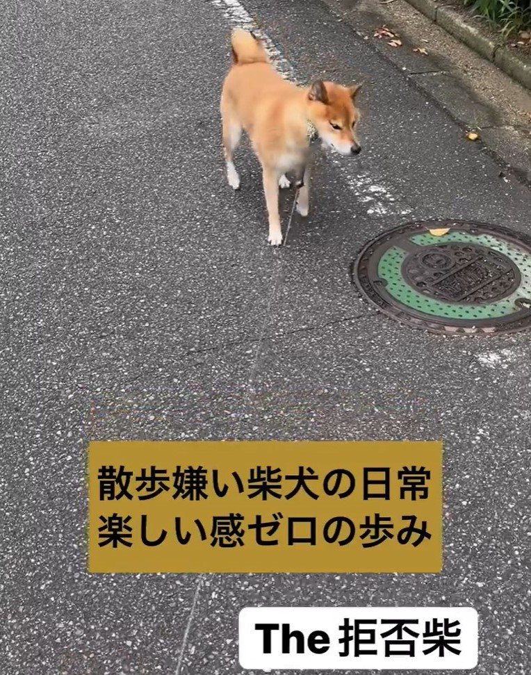 日常の散歩。楽しい感がゼロだったという