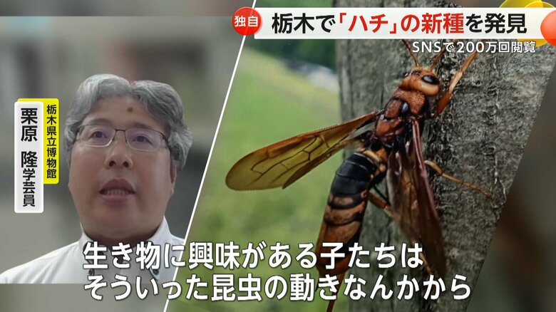 子供たちに楽しんでほしいと話す栃木県立博物館・栗原隆学芸員