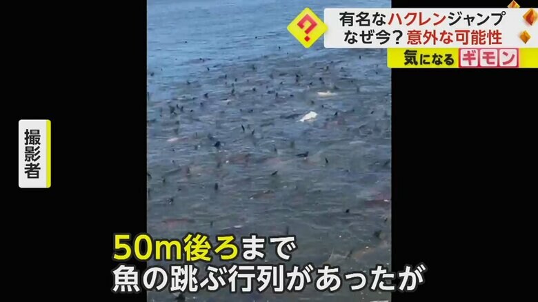 50m後ろまで魚の飛ぶ行列があったという