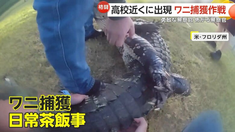警察官が慣れた様子でワニに馬乗りになり、見事捕獲する一部始終⑦