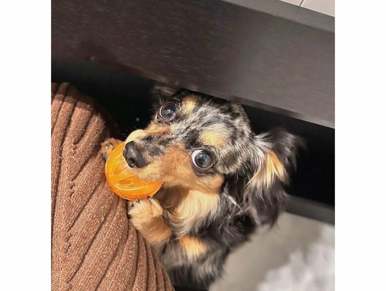 提供：チワックスの諭吉くん。さん