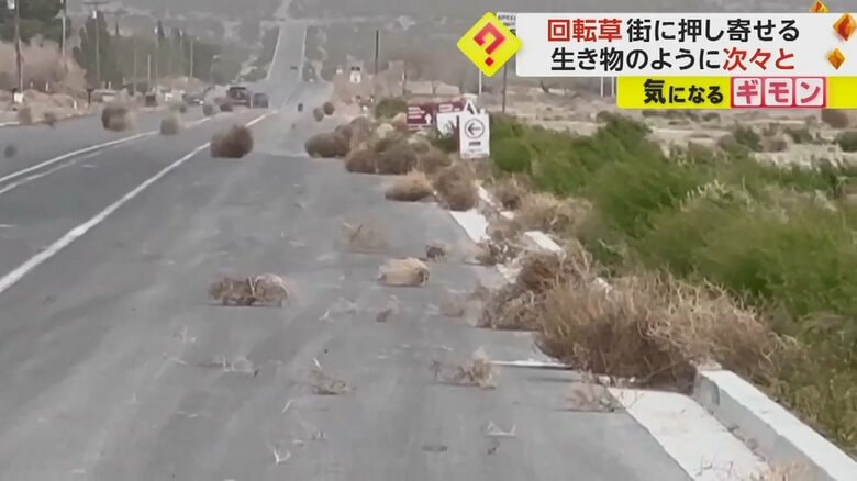 大量のタンブルウィードが道路を覆う様子