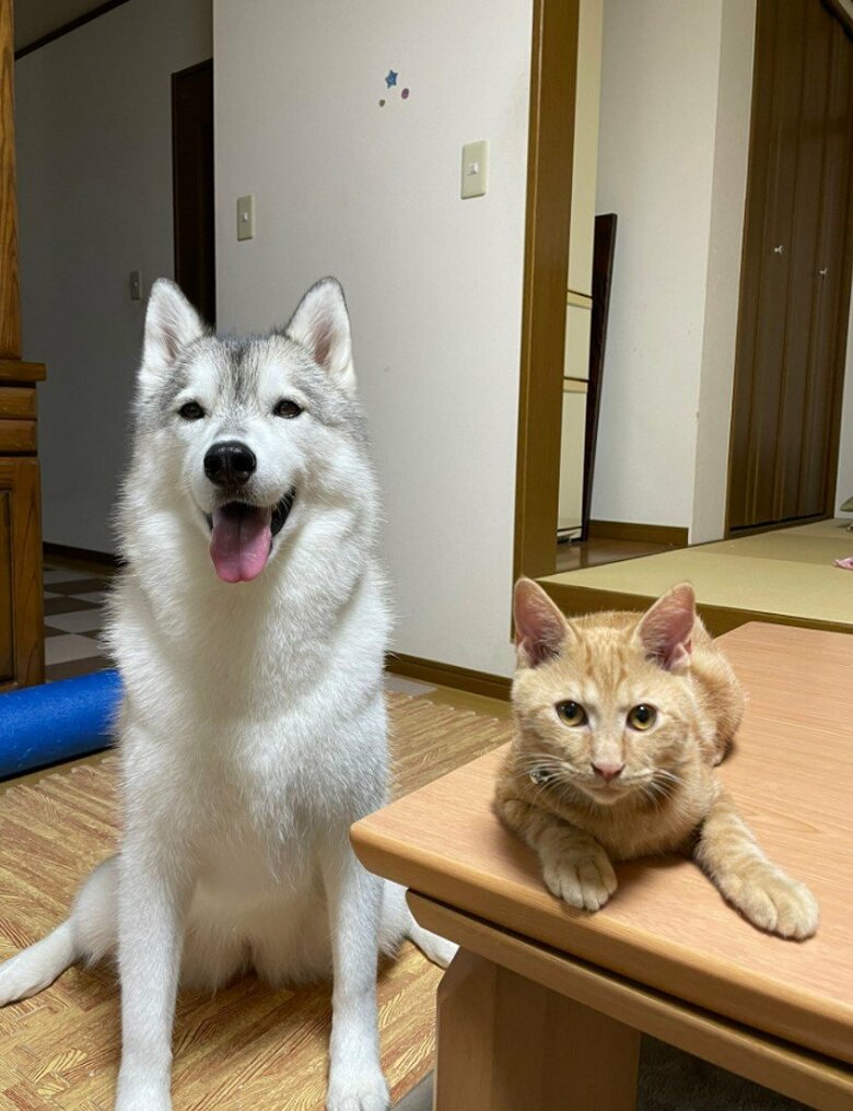 提供：かもしかさん