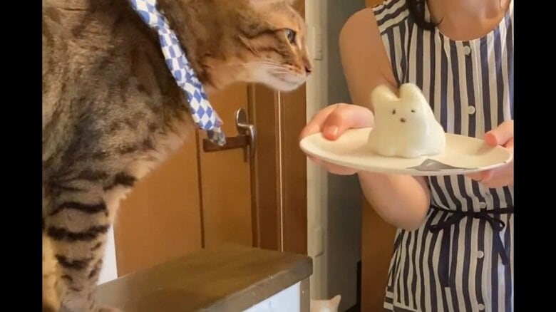猫型ゼリーを見つめる飼い猫のレオンくん 画像提供：(@ccchisa76)無重力猫ミルコのお家さん