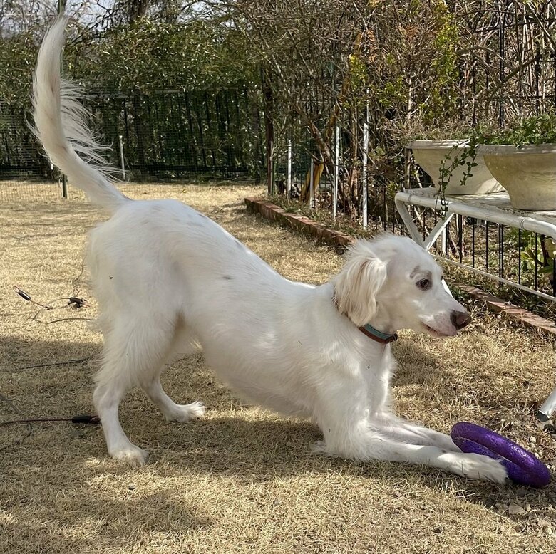 セクシーポーズ