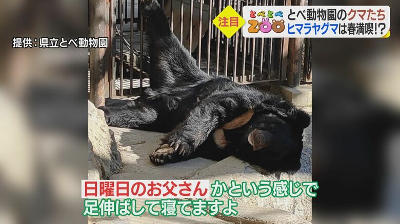 プールの横で寝ているヒマラヤグマの「ハチ」