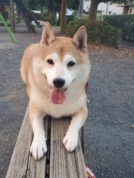 提供：柴犬ななさん