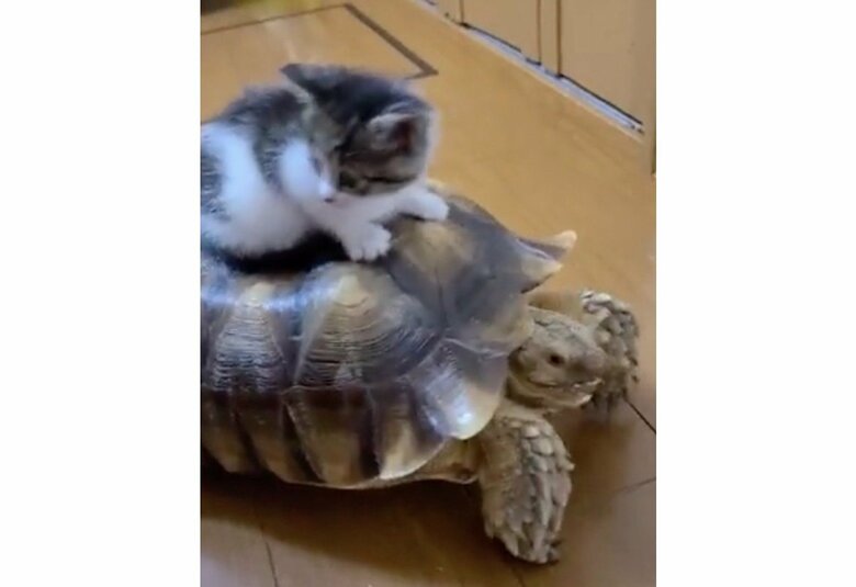 提供：にゃんこ亀さん