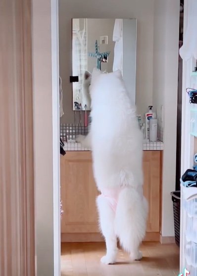 提供：ibukimama38さん