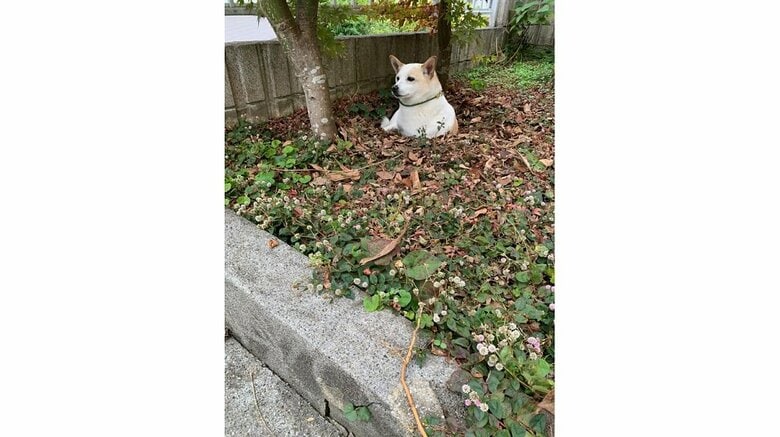 まるで警備しているかのようなレオくん