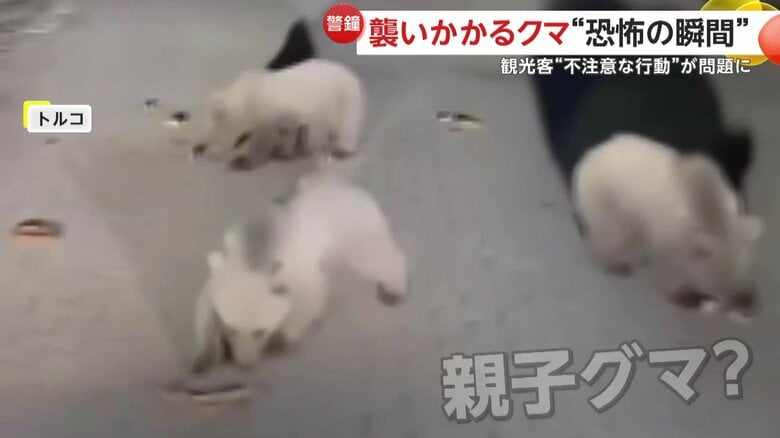 クマにエサをあげようと車で近づいていた撮影者