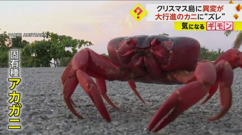 オーストラリア・クリスマス島の固有種「アカガニ」