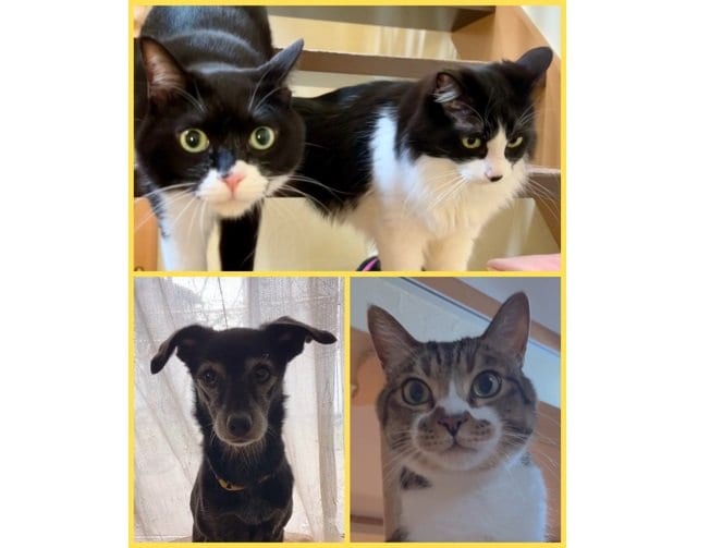 上段がヤンくん（左）フクくん（右）、下段がノアちゃんとティグルくん