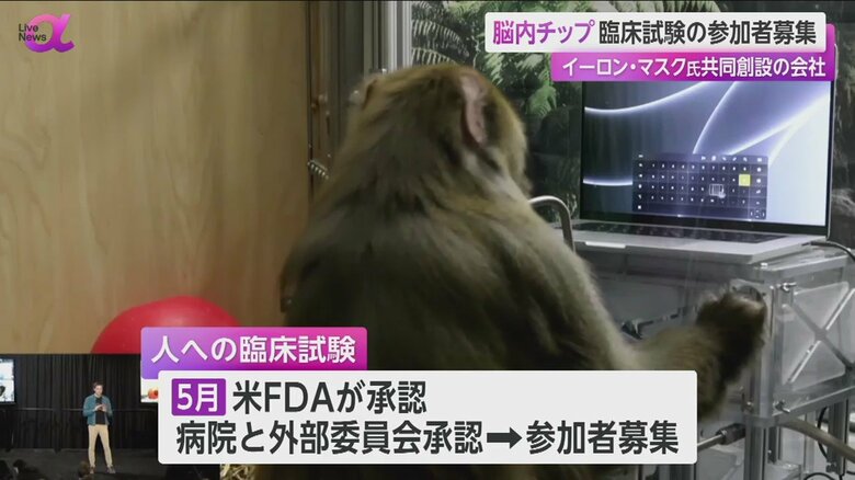 これまでは、動物による実験が進められてきた