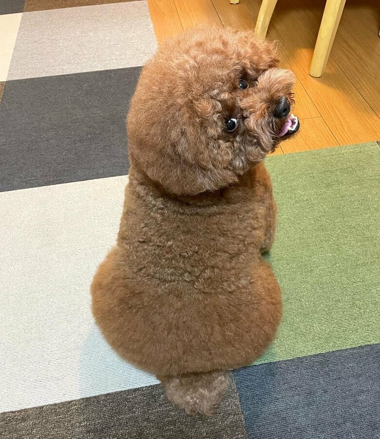 お尻には丸い尻尾が付いている