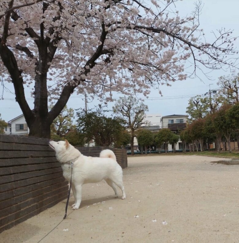 提供： kinako_kinakoさん