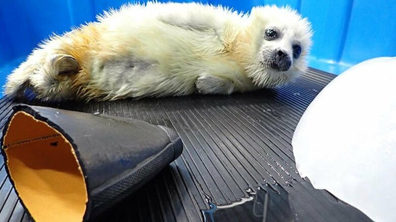 小さな頃からおもちゃに興味深々（提供：海遊館）