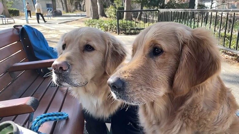 セナくん（左）とラックスくんはまるで“きょうだい”のよう