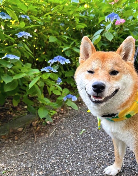 提供：柴犬はらみさん