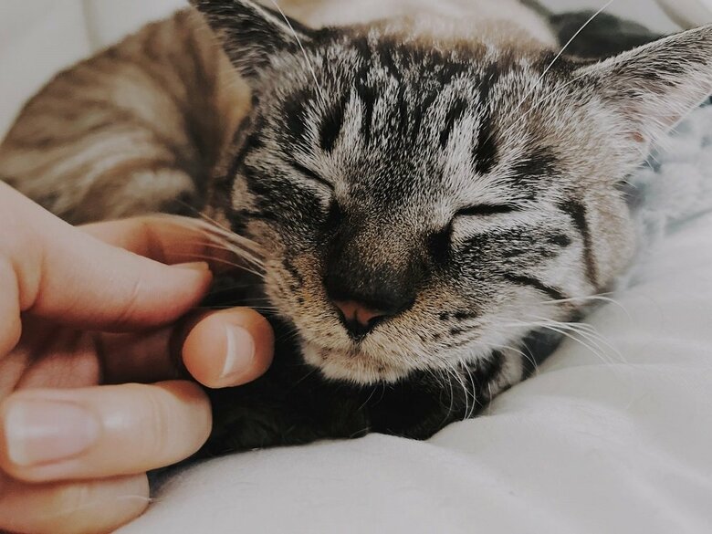 アゴ下をこしょこしょ