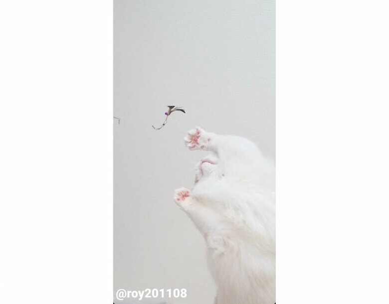 躍動感（提供：ロイくん@roy201108さん）