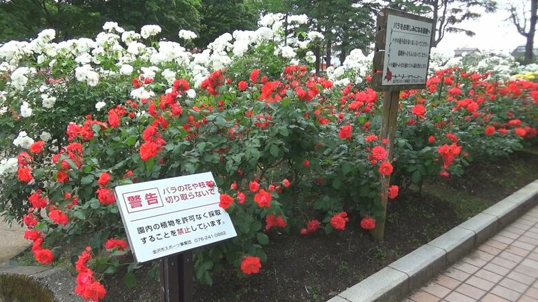 花壇には警告文も