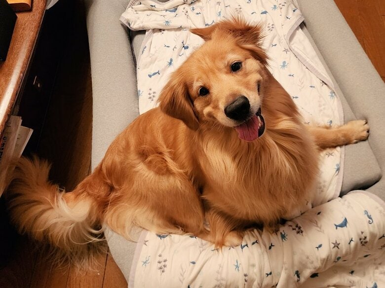 提供：Charlotte@ゴールデンレトリバーさん