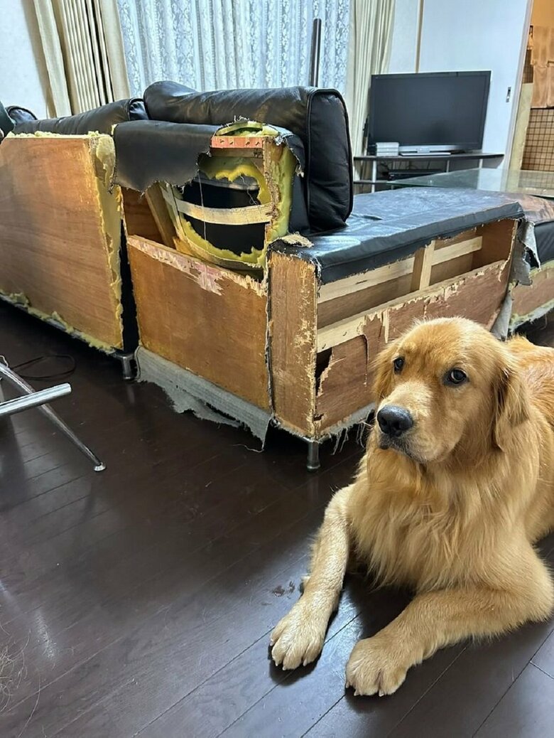 現在のソファの様子　側面背面にはいたずらの跡が…