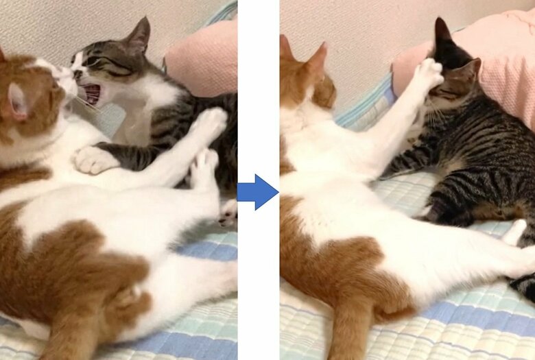 右：わさびくんに仕掛けるも…　左：ぽんと優しくあしらわれる