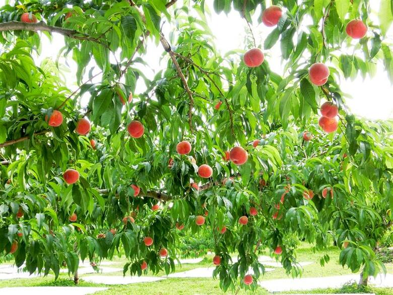 食べごろを迎えるジュエリーピーチ