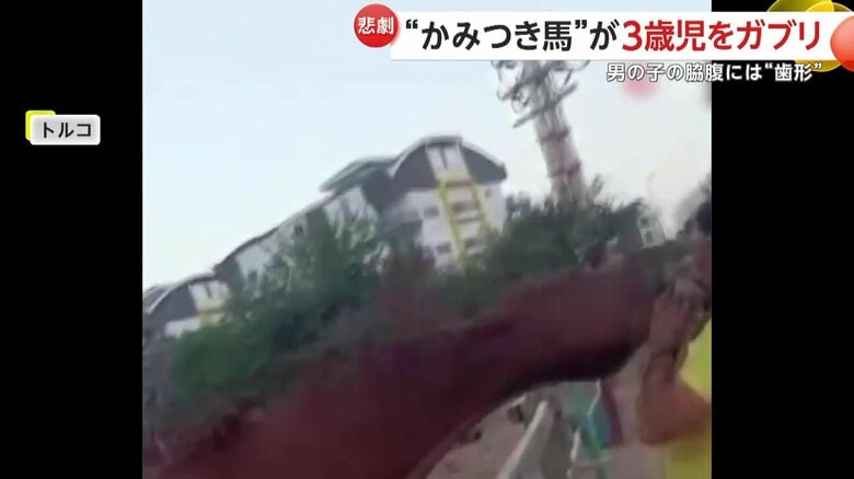 オマルくんの横腹に突然かみつき、父親から奪い取った馬