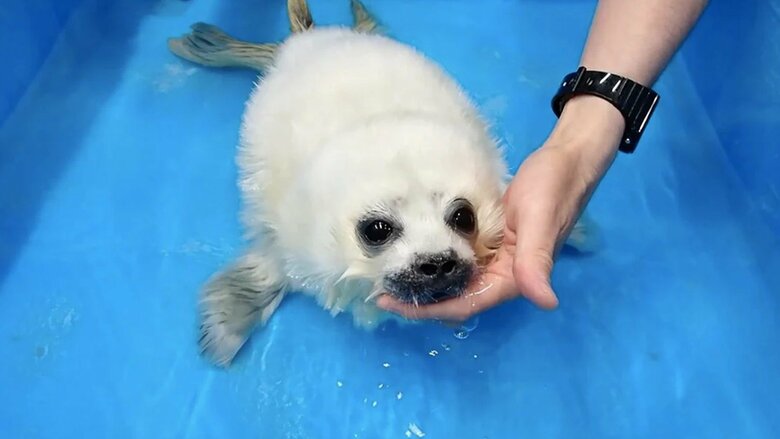 母親の名前から「アラレ仔」と呼ばれていた（提供：海遊館）