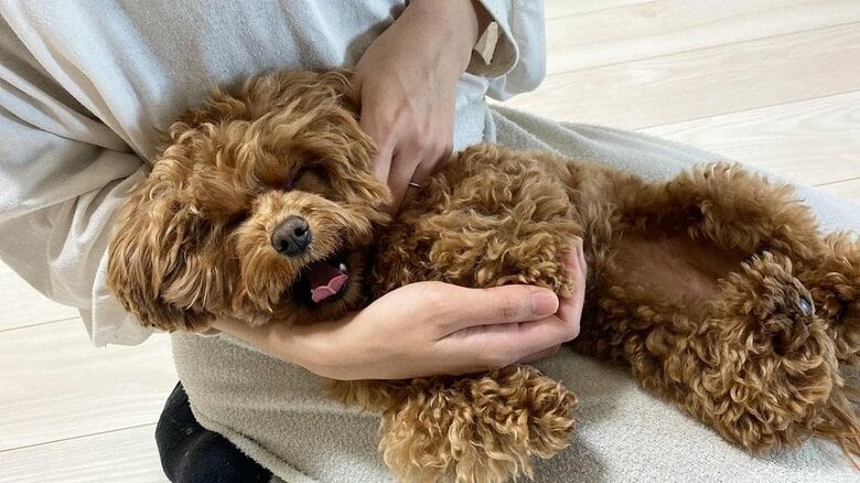 甘え上手のチャイちゃん　なでなでされてうれしそう