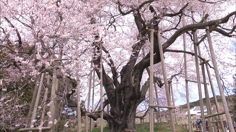 樹高は18メートル