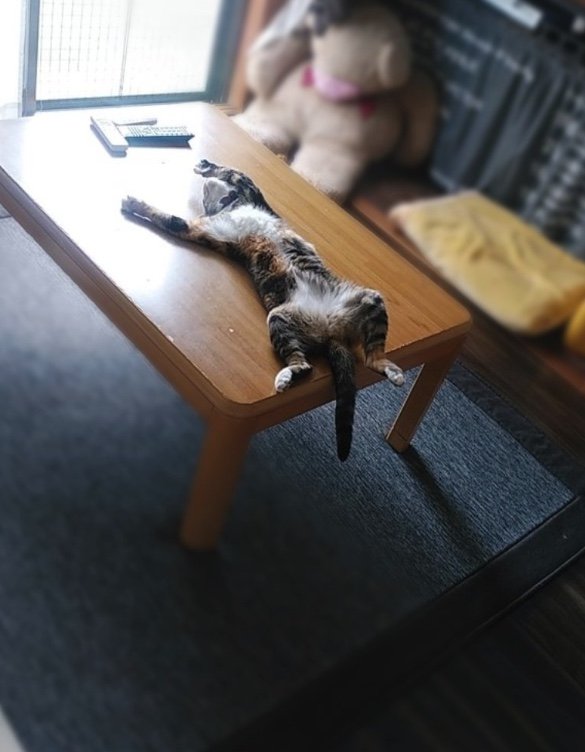 むぎちゃん（提供：にゃん報さん）