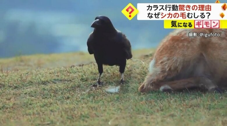 むしったシカの毛を一旦置いて体をかくと…