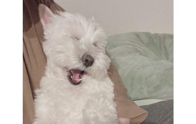 「ふあ～」と大あくび？