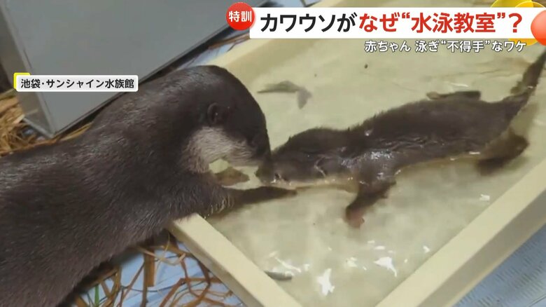 水に顔を沈めた子どもを心配し、手で赤ちゃんの顔を引き上げるコツメカワウソの様子（5）