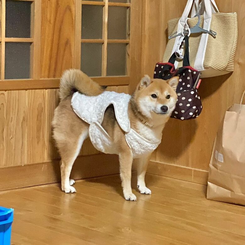 提供：shiba_mugi_さん