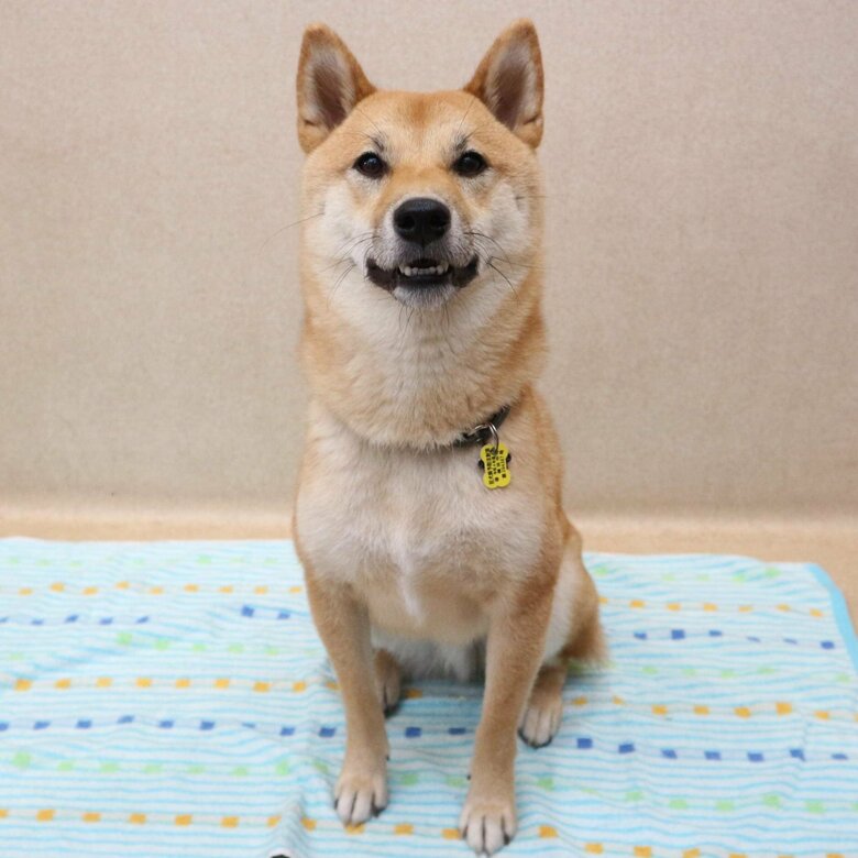 提供：柴犬まるやん日記さん