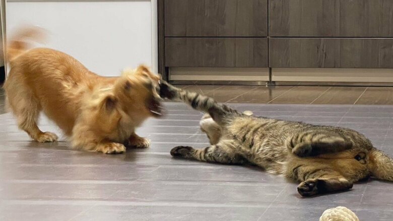 制止されるボンくん