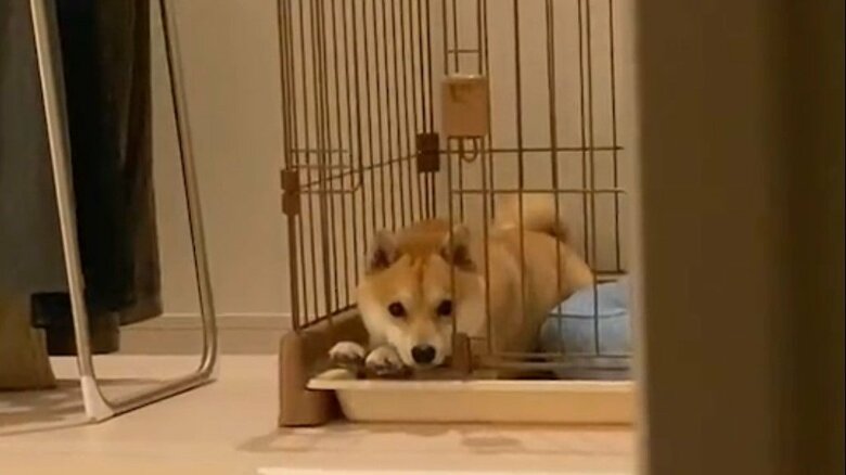 ママさんの方を見つめる