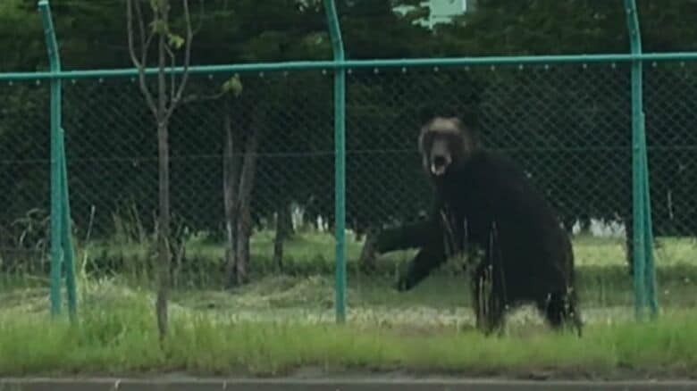 札幌市東区にクマが出没（2021年）